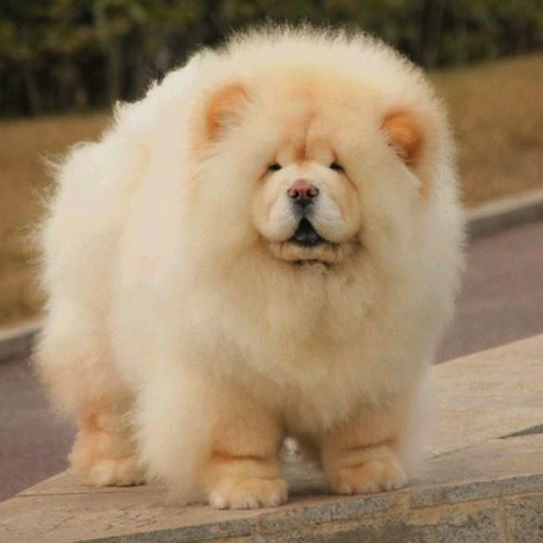 Chow Chow Puppy