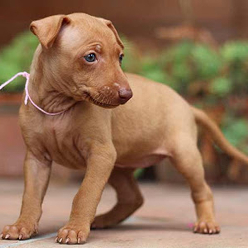 Cirneco Dell Etna Puppy