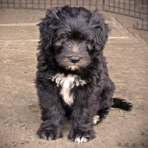 Bergamasco Puppy