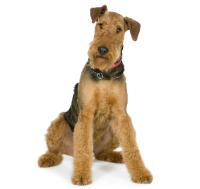 Airedale Terrier Puppy