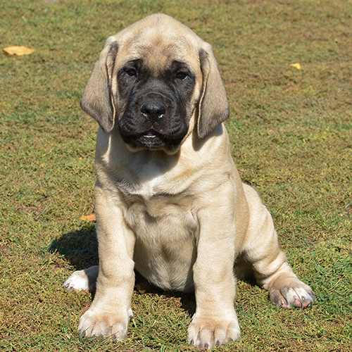 English Mastiff Puppy