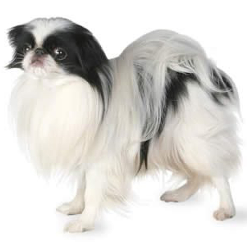 Japanese Chin Puppy
