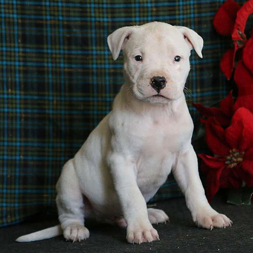 Argintino Dogo Puppy