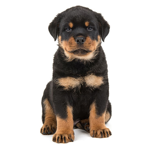 Rottweiler Puppy