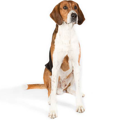 American Foxhound