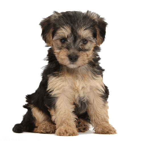 Yorkipoo Puppy